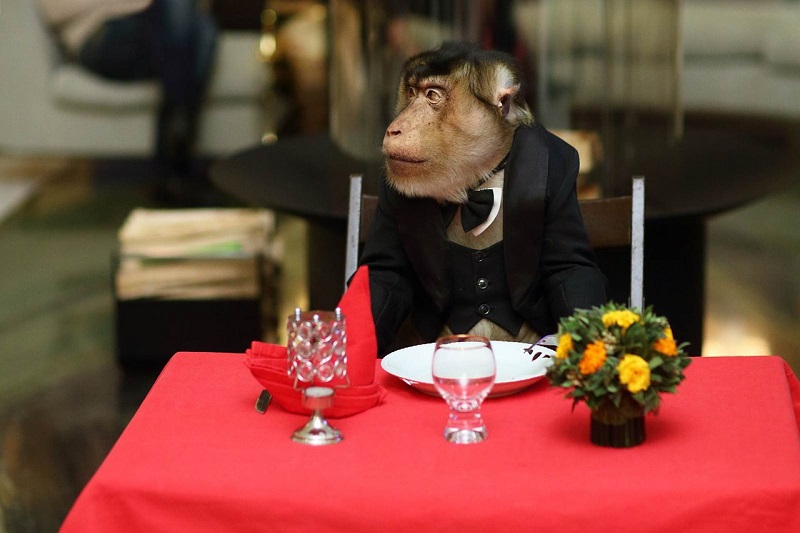 обезьяна за столом